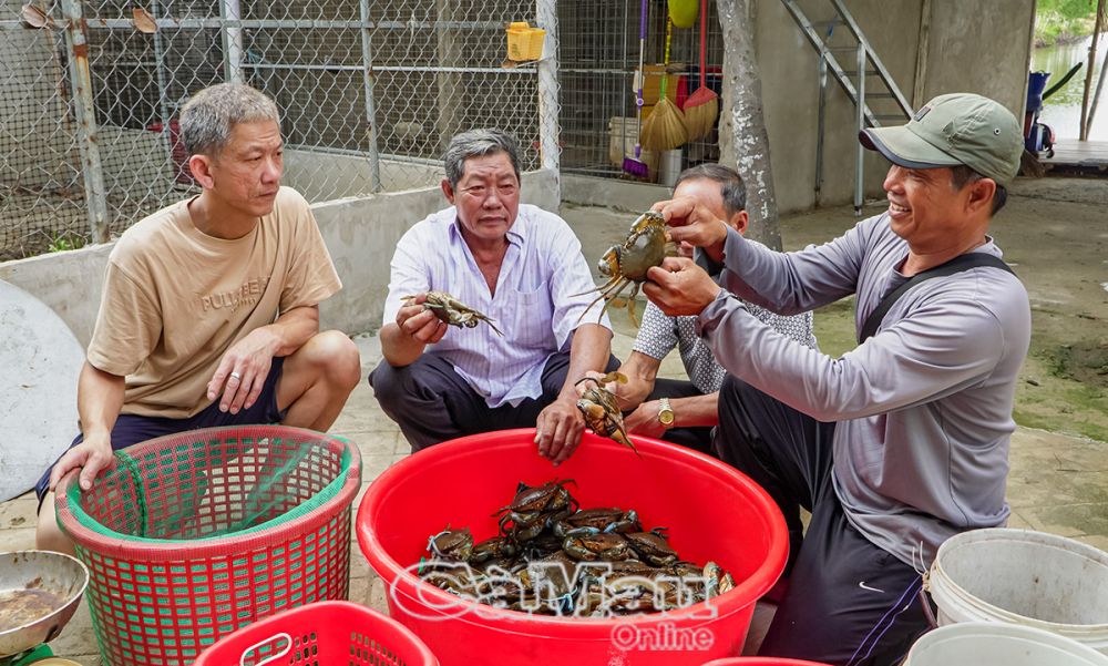 Mô hình nuôi cua sinh thái của nhiều hộ dân trên địa bàn xã Tam Giang Tây cho thu nhập cao.