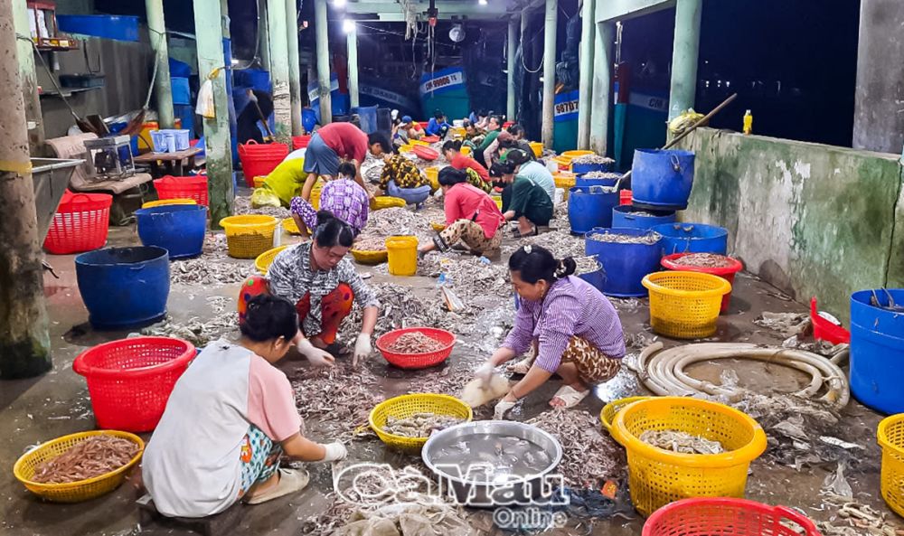 Lao động ven biển có thêm thu nhập từ việc phân loại cá tôm.