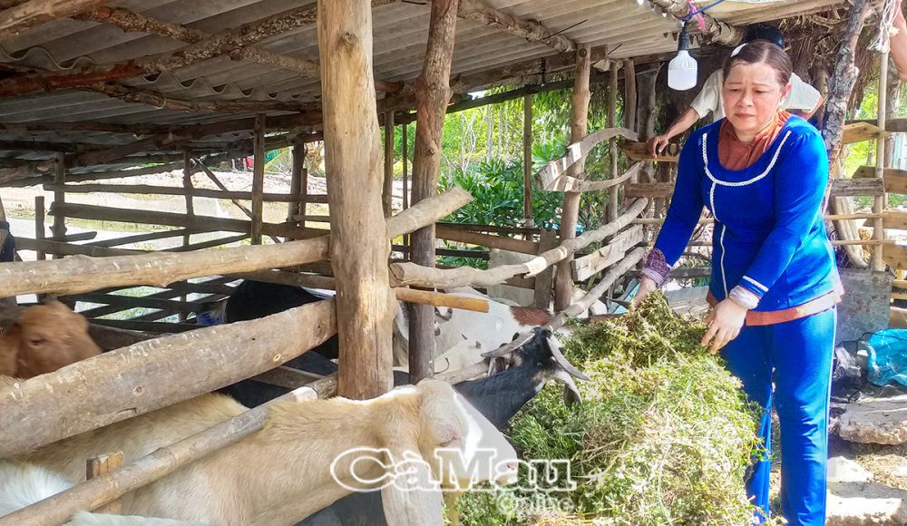 Từ nguồn vốn vay NHCSXH, gia đình bà Võ Trúc Phương phát triển mô hình nuôi dê, thu nhập ổn định, từ đó vươn lên thoát nghèo.