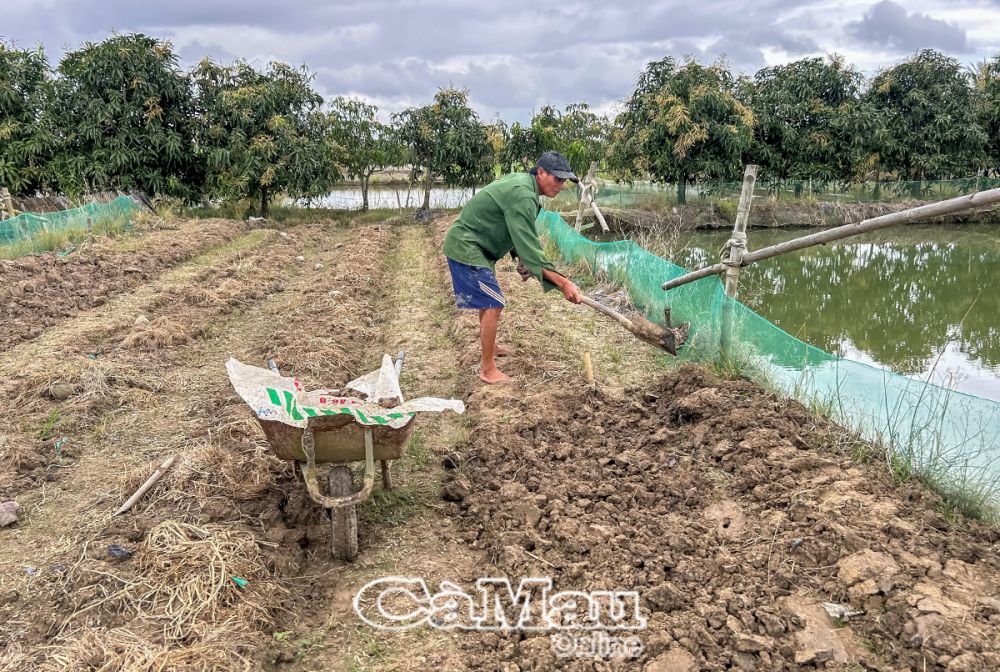 Người dân xã Tân Thành, TP Cà Mau chủ động rào lưới và trữ nước, bảo vệ cá chình nuôi trước khi vào mùa khô.