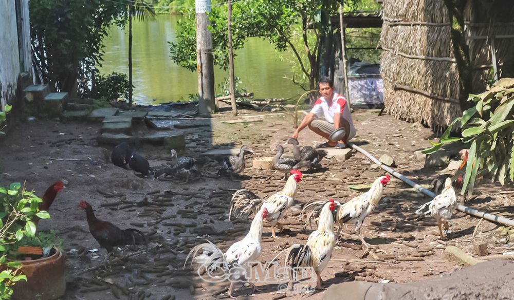 Chăn nuôi gà, vịt giúp hộ ông Võ Hoàng Dũng vươn lên thoát nghèo hiệu quả.