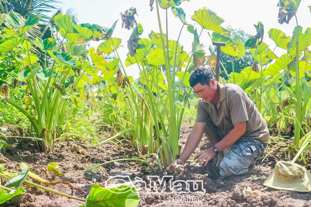 Tận dụng đất trống bờ vuông, người dân ấp Nà Chim trồng khoai môn tăng thu nhập.