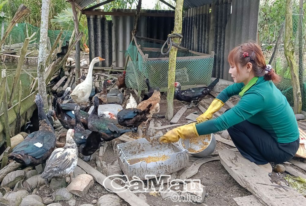 Chị Huỳnh Ngọc Phỉ tận dụng diện tích quanh nhà để trồng trọt, chăn nuôi, tăng thu nhập. 