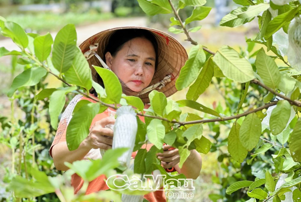 Chị Nguyễn Thị Thắm tận dụng 1 công đất vườn trồng nhiều loại rau màu, cây ăn trái để tăng thêm thu nhập gia đình, mong muốn được hỗ trợ BHYT để có thêm điều kiện lo sức khoẻ và con đi học.