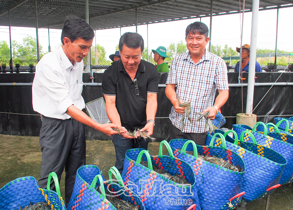 4/ Ông Thái Trường Giang, Phó giám đốc Sở Khoa học và Công nghệ tỉnh Cà Mau (giữa) tham quan mô hình tôm siêu thâm canh trong hệ thống tuần hoàn kết hợp đa loài tại hộ anh Lê Hoàng Hợp (bìa phải), xã Khánh An, huyện U Minh.