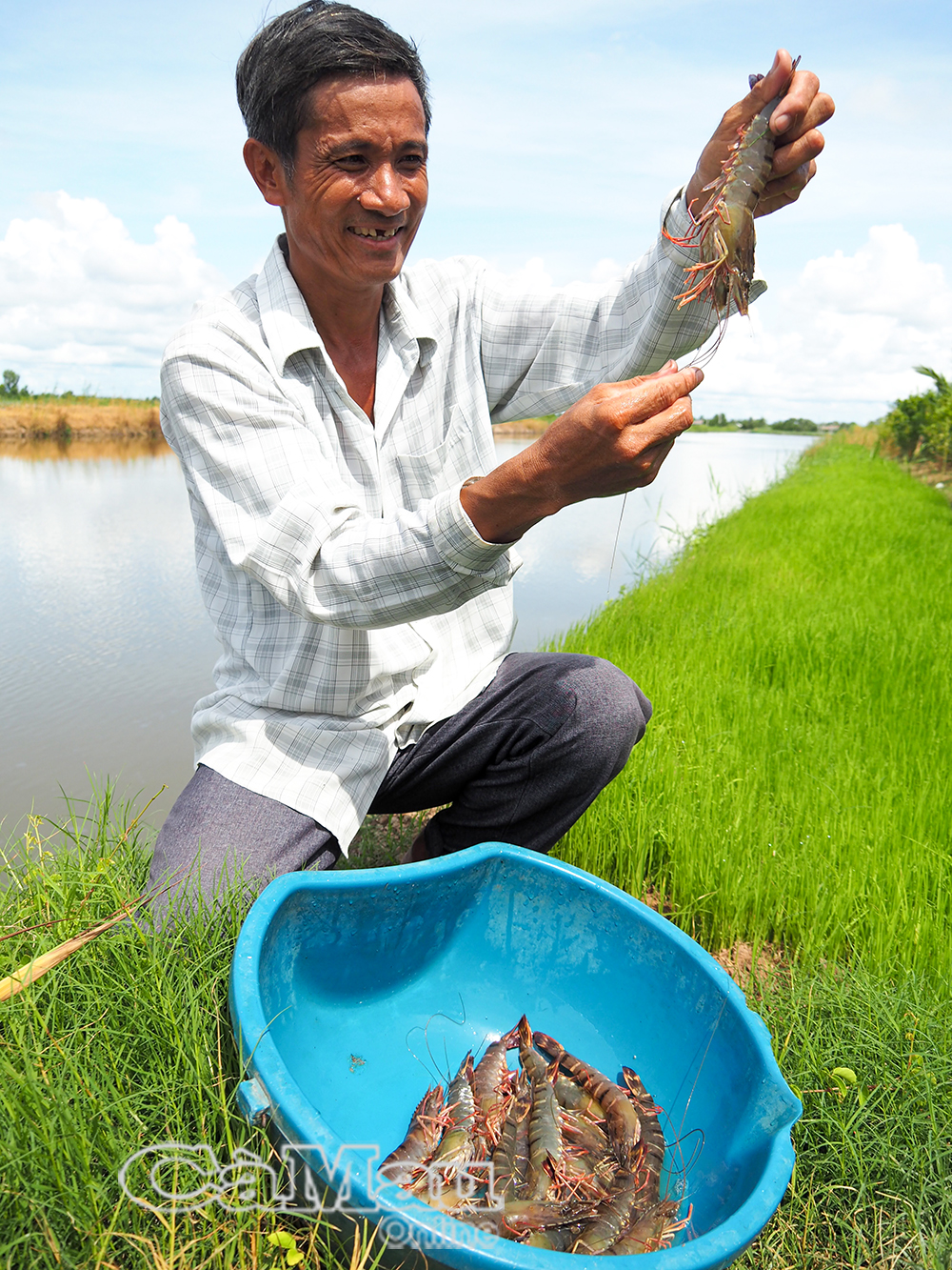 3/ Ông Võ Văn Được, ấp 6 La Cua, xã Biển Bạch Đông, huyện Thới Bình, vui mừng với thành quả trên đồng đất tôm - lúa chứng nhận quốc tế BAP của gia đình