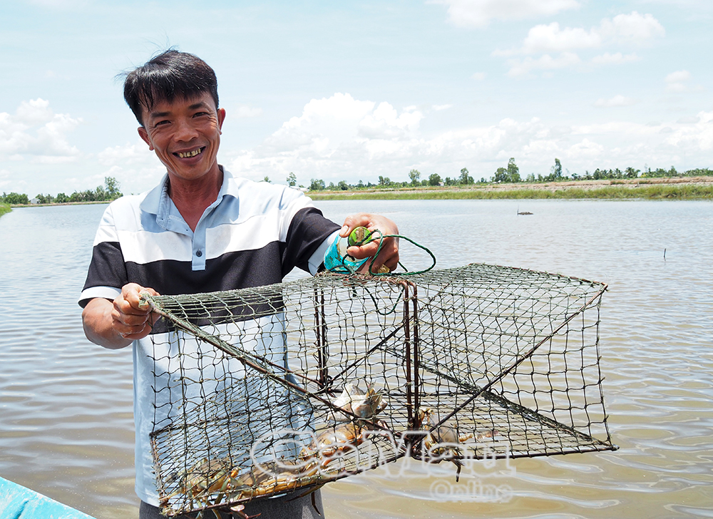 2/ Năm nay, anh Phan Văn Hiểu, ấp Hữu Thời trúng đậm tôm - lúa và cua.