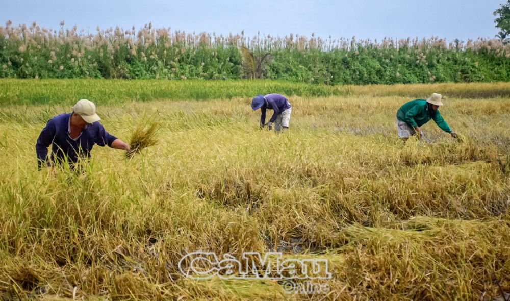 Do đất mềm, nhiều sình lầy, máy gặt liên hợp không thể hoạt động được nên nhiều chủ ruộng chọn thuê nhân công gặt lúa.