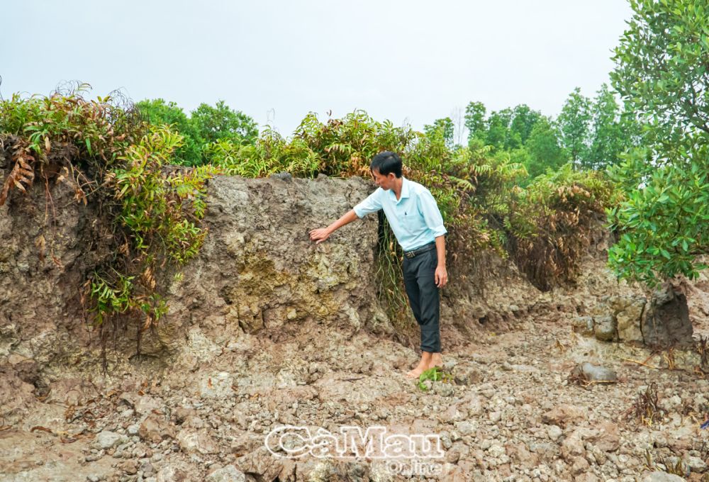 Ông Vũ Hùng Thịnh, Phó chủ tịch UBND xã Tam Giang Ðông xót xa trước tình trạng sạt lở trong mùa cao điểm năm nay.