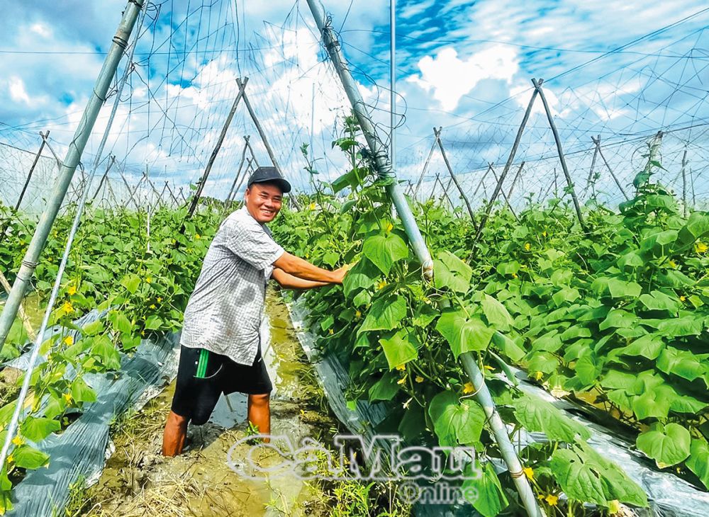 Hoàn thành mục tiêu xây dựng NTM, trình độ thâm canh nông vụ của nông dân xã An Xuyên, TP Cà Mau tiến bộ vượt bậc. (Ảnh: Ông Võ Hoàng Giang, xã An Xuyên tự hào với rẫy dưa leo áp dụng kỹ thuật từ những lớp học hội thảo đầu bờ). Ảnh: MỸ LỆ