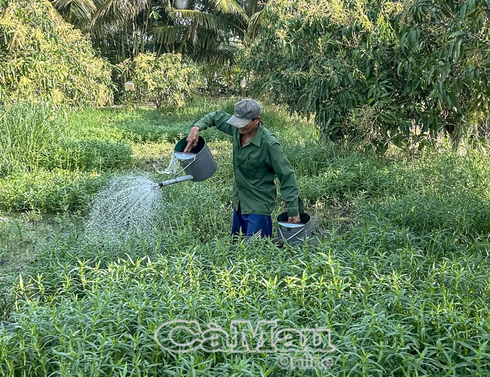 Mô hình trồng cây ăn trái kết hợp hoa màu thời gian qua giúp người dân xã Tân Thành, TP Cà Mau nâng cao thu nhập.