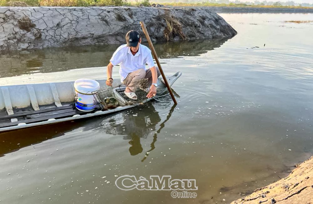 Một thành viên HTX Tôm Vàng thu hoạch tôm thẻ chân trắng.