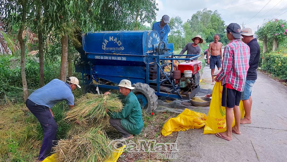 Do máy cắt không hoạt động được nên bà con cắt tay và phải thuê máy suốt lúa.