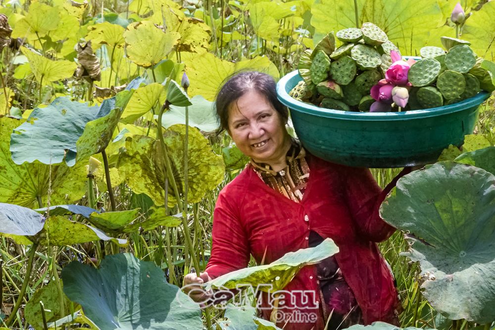 “Lấy ngắn nuôi dài” là cách làm hay của người dân dưới tán rừng. (Trong ảnh: Bà Nguyễn Thị Phim, Ấp 17, xã Khánh Thuận, tận dụng diện tích ao nuôi cá, nuôi lươn, trồng sen dưới tán rừng để tăng thu nhập).