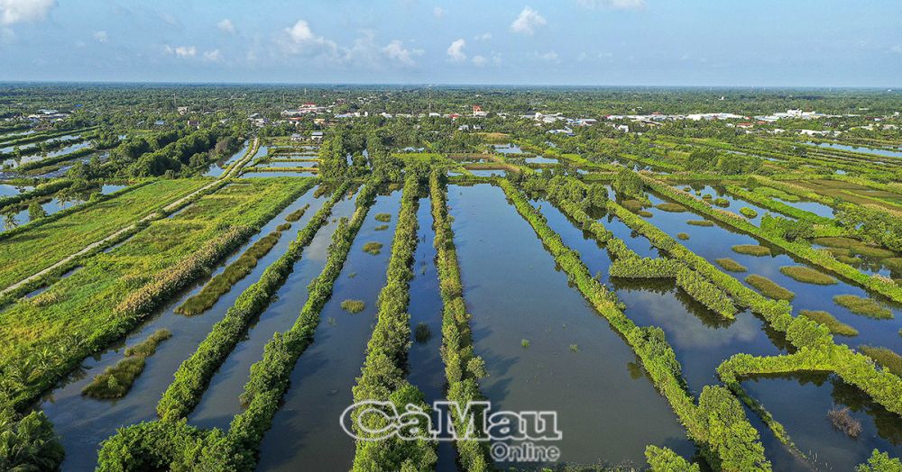 Huyện Cái Nước có hơn 3.000 ha sò huyết thả nuôi xen canh trong vuông tôm.