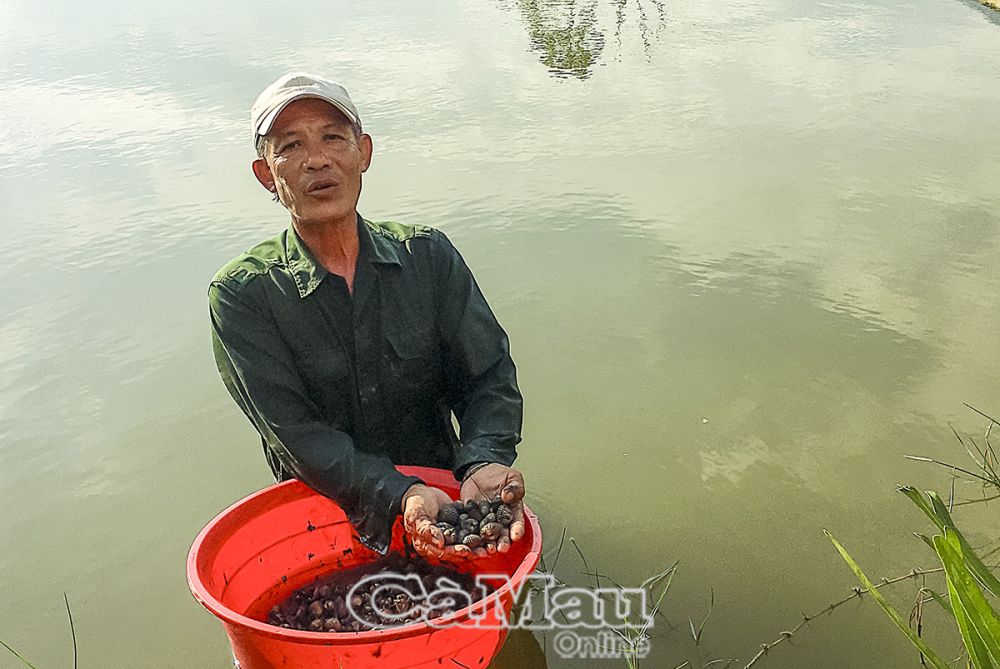 Triều cường dâng cao, bổ sung nguồn thức ăn giúp sò huyết phát triển nhanh, ông Mai Quang Lộc phấn khởi.