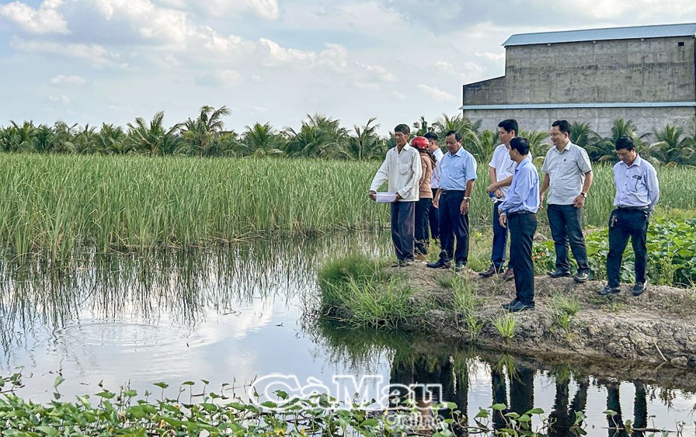 Đoàn công tác đến kiểm tra thực tế mô hình trồng bồn bồn và nuôi cá đồng trên địa bàn Ấp 14.