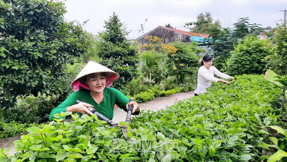 Người dân trên địa bàn xã Viên An Ðông chỉnh trang hàng rào cây xanh, tạo cảnh quan để xã đạt chuẩn NTM.