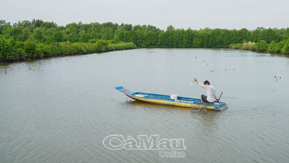 Toàn huyện có 23.000 ha mặt nước nuôi thuỷ sản, chủ lực là tôm sú, cua sinh thái.