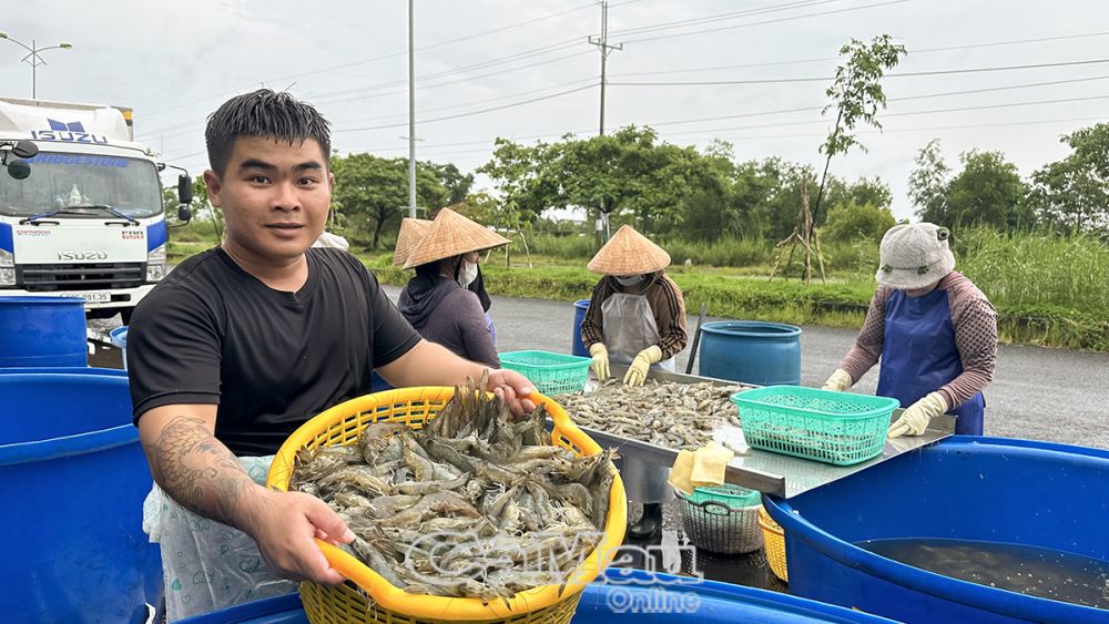 Năm qua, tổng sản lượng thuỷ sản của tỉnh thu về 647 ngàn tấn, tăng 2% so với cùng kỳ; trong đó, sản lượng tôm 252 ngàn tấn, tăng 4,5% so với cùng kỳ.