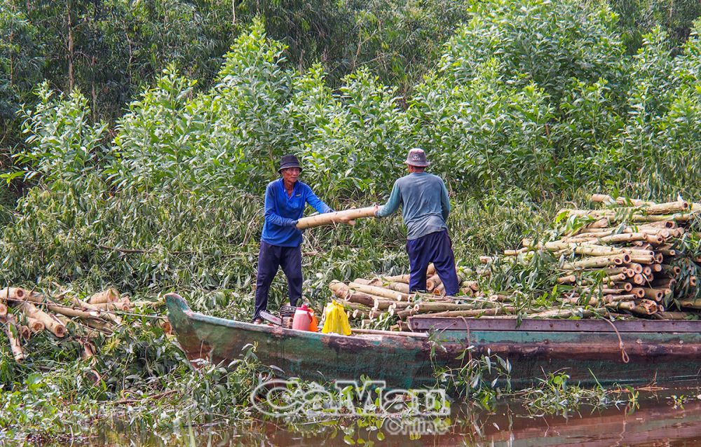 Thu hoạch keo lai. (Ảnh chụp tại xã Khánh An, huyện U Minh).