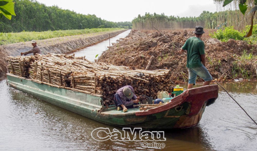 Người dân, thương lái dùng ghe vận chuyển gỗ tràm, hình ảnh quen thuộc vào mùa thu hoạch tràm ở U Minh.