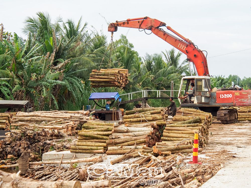 Giá gỗ keo lai hiện nay dao động ở mức 180-250 triệu đồng/ha (tuỳ mức đầu tư thâm canh của chủ rừng).