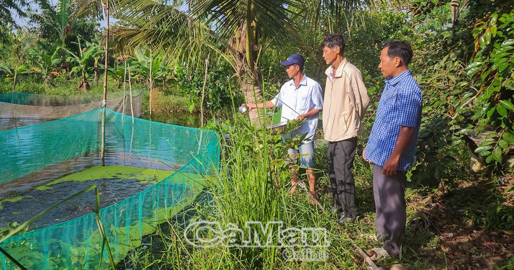 Ngoài nguồn cá giống hỗ trợ, nông dân Ấp 14, xã Khánh An còn thả nuôi thêm nhiều loại cá đồng khác.