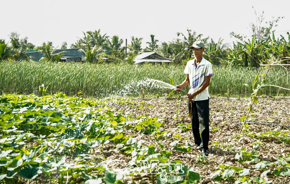 Nông dân xã Khánh An tích cực trồng trọt cải thiện cuộc sống.