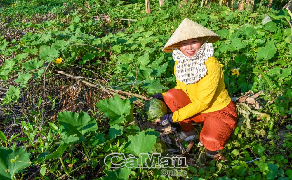 Năm 2024, toàn huyện xuống giống gần 1.516 ha hoa màu các loại, đạt trên 101% kế hoạch năm. Nhiều hộ khá lên từ mô hình này.  