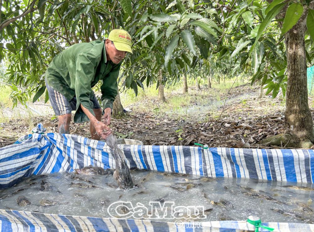 Dù mô hình mang lại hiệu quả kinh tế cao nhưng người nuôi cá chình và cá bống tượng tại xã Tân Thành, TP Cà Mau lại đối diện với tình trạng thiếu nước ngọt nếu xảy ra hạn hán, xâm nhập mặn gay gắt.