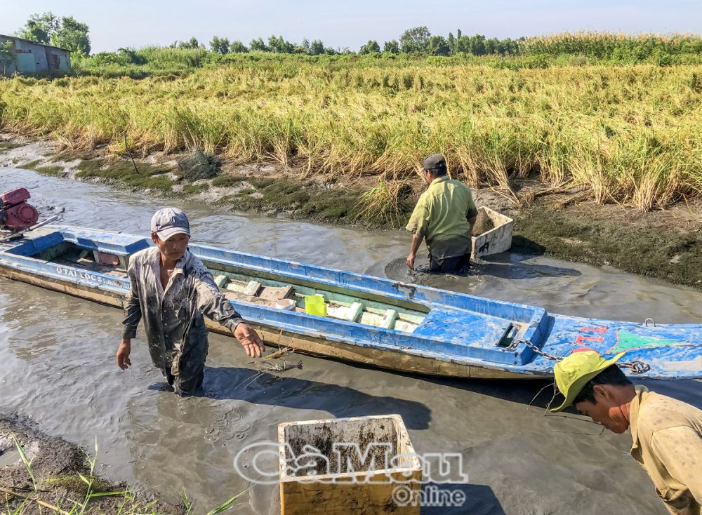 Mô hình tôm - lúa hiện nay đang được nhân rộng trên địa bàn huyện Thới Bình, bởi không chỉ mang lại hiệu quả cao mà còn được đánh giá là bền vững, thích ứng với BÐKH.