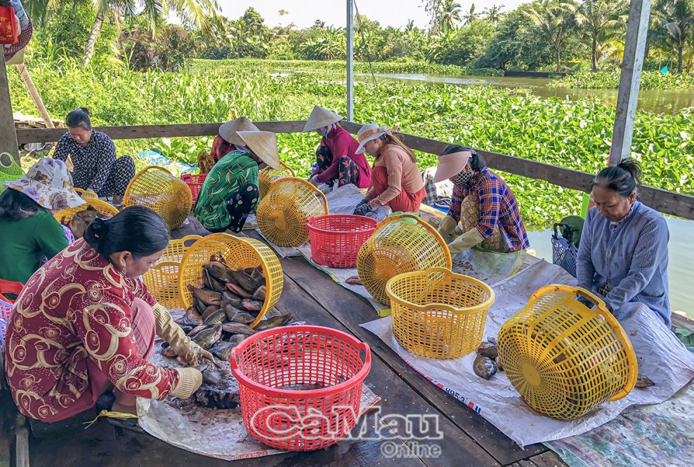 Vào vụ khô bổi Tết, mỗi ngày, Cơ sở khô bổi Ba Ðức có hơn 20 người sơ chế, làm sạch cá.