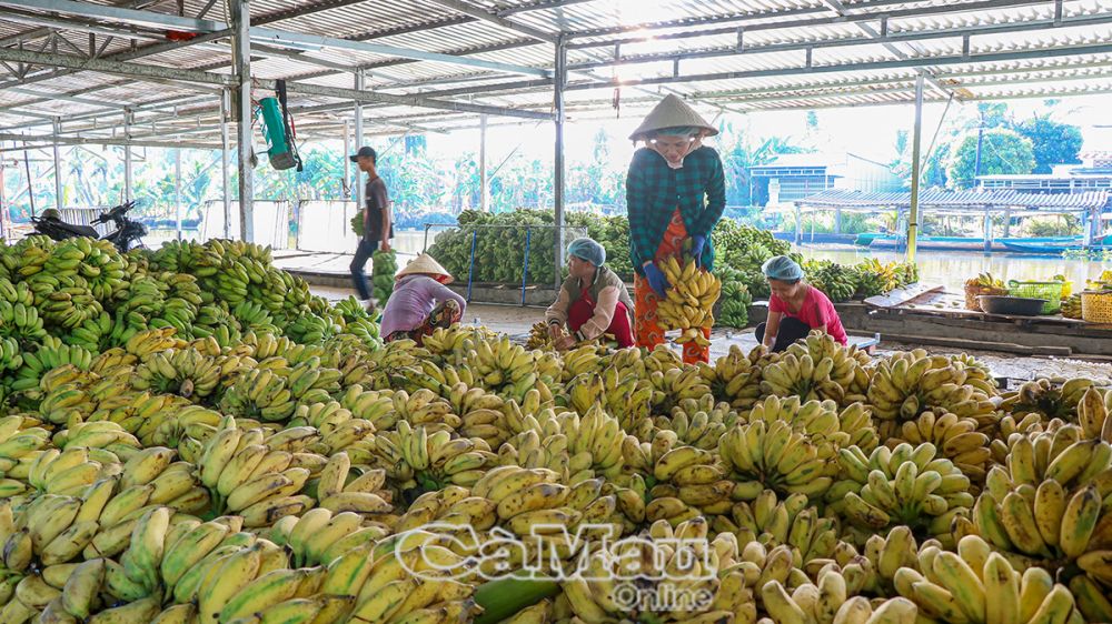 Chuối xiêm là nguyên liệu để làm chuối khô thơm ngon, vàng, ngọt.