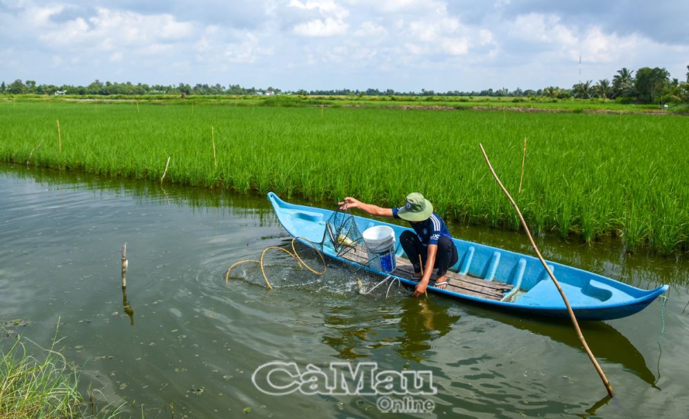 KTTT mang lại nhiều giá trị trong xây dựng vùng nguyên liệu, nâng cao năng lực cạnh tranh, thu hút lao động, tạo việc làm... (Trong ảnh: Hộ ông Trần Văn Dư, Ấp 4, xã Trí Phải (thuộc HTX Quyết Thắng) nuôi tôm theo chứng nhận ASC).