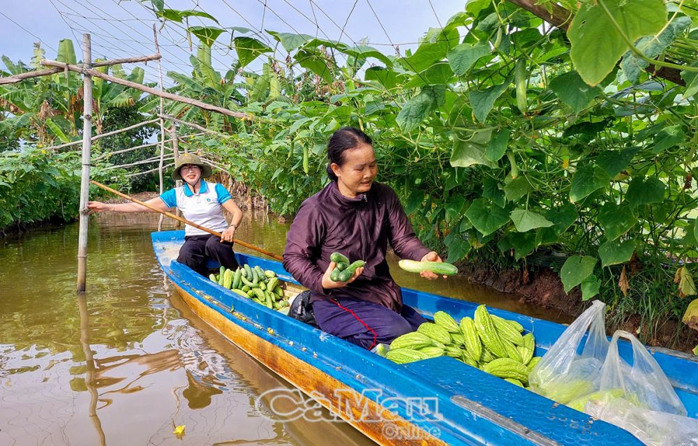 Nhờ chuyển đổi sang trồng 2 vụ hoa màu/năm nên gia đình chị Trần Thị Hon có thu nhập khá.