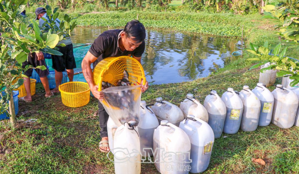 Mối lái tới tận đìa cân cá.