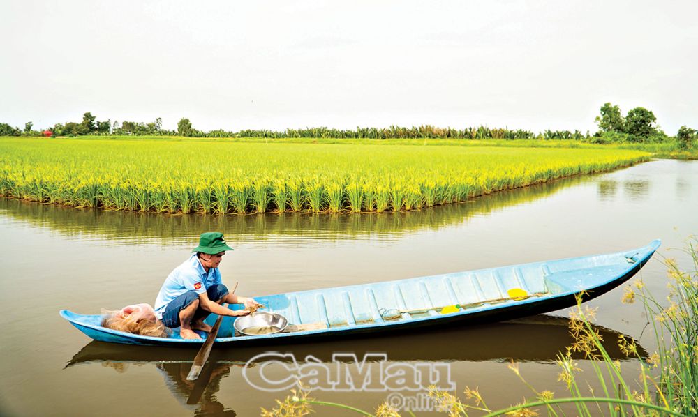 Anh Trần Văn Tính, Ấp 9, xã Trí Lực, khẳng định mô hình lúa thơm, tôm sạch mang lại hiệu quả, lợi nhuận vượt trội cho bà con nông dân.