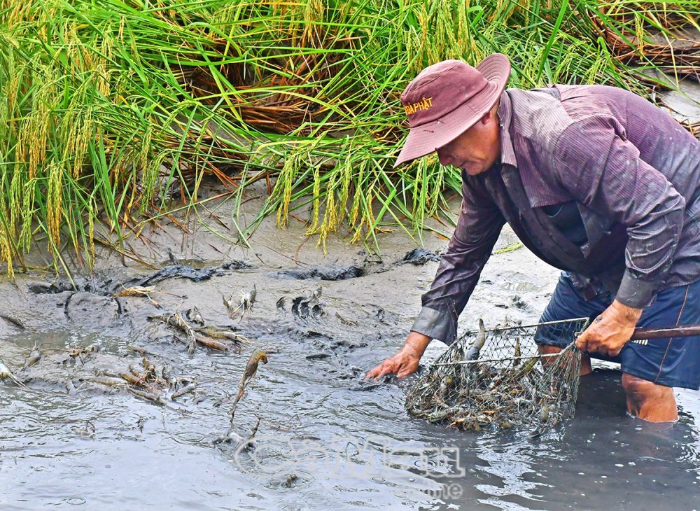 Sau khi sục bùn, tôm ngoi lên, tấp vào mé vuông, rất dễ bắt. 