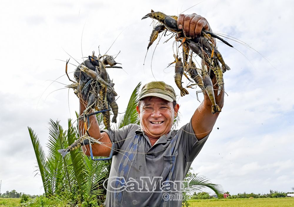 Niềm vui nhà nông mùa tôm càng đón Tết.