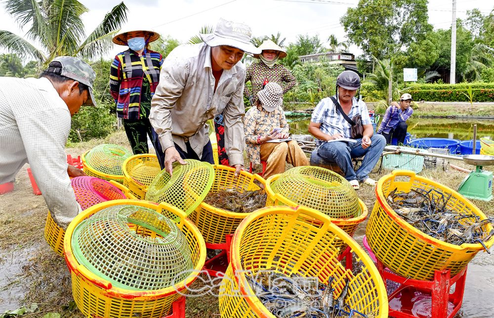 Thương lái đến tận nơi thu mua, giá từ 90-110 ngàn đồng/kg.