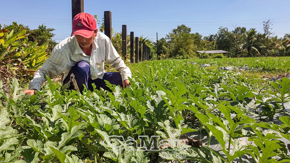 Nông dân xã Lý Văn Lâm tích cực chăm sóc dưa hấu vụ Tết.