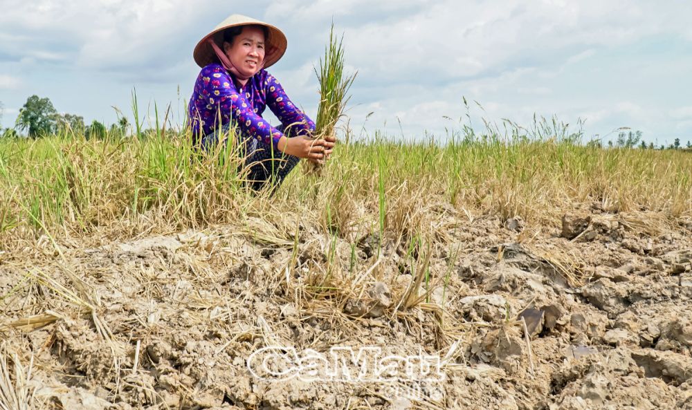 Hạn hán, cùng với việc sản xuất trái chủ trương (lúa vụ 3) không những gây thiệt hại sản xuất cho người dân mà còn ảnh hưởng đến thiệt thiệt hại do hạn hán gây ra. (Ảnh chụp tại hộ bà Lâm Thị Cam, xã Khánh Bình Tây Bắc, huyện Trần Văn Thời, tháng 4/2024)