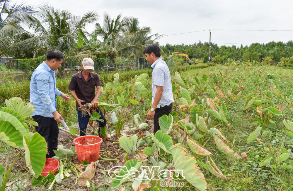 Với khoảng 500 m2 đất trồng khoai môn, cho gia đình anh Đinh Văn Khởi thu nhập trên 10 triệu đồng.