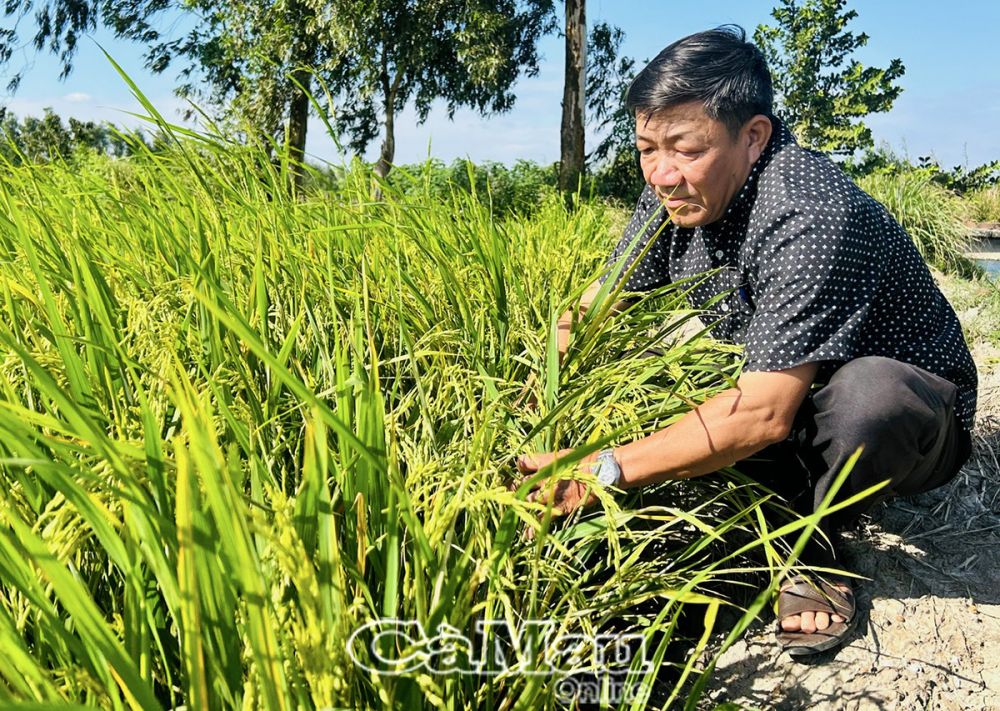 Ông Trần Văn Kiệt quyết tâm nâng sản lượng lúa từ nguồn vốn hỗ trợ.