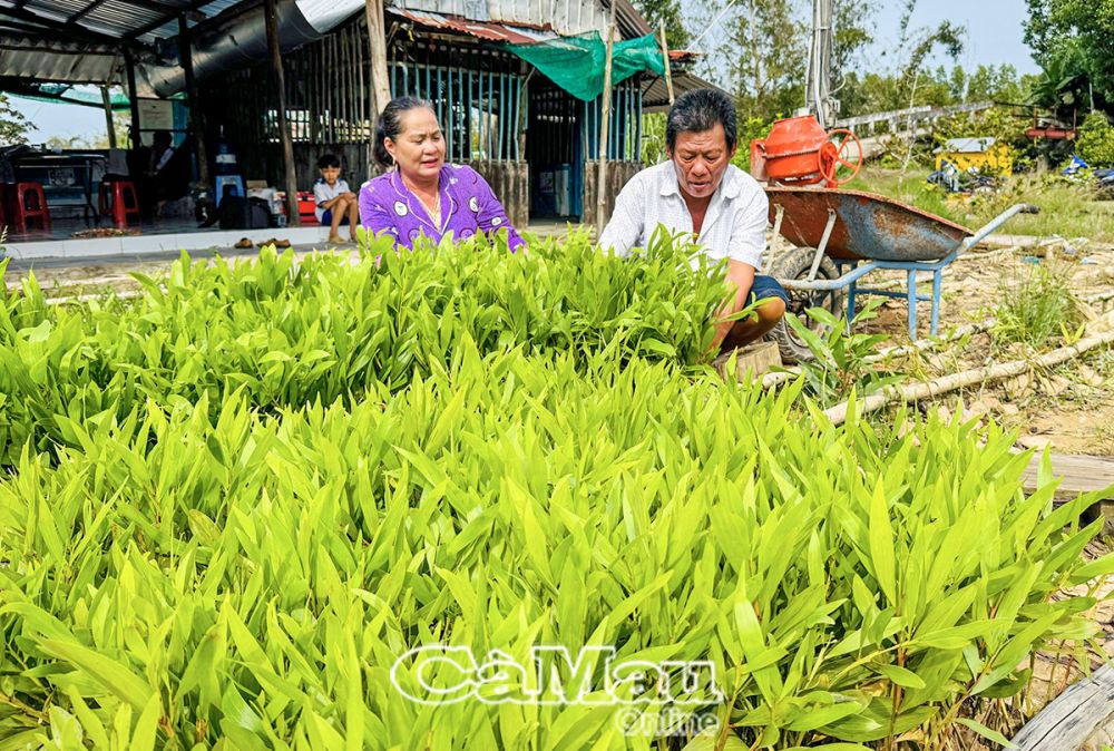 Bán cây keo lai giống đem lại cho ông Bí thu nhập hàng chục triệu đồng mỗi năm.