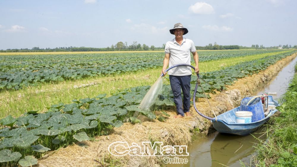 Gia đình anh Trần Văn Bắc xuống giống bí sớm để chủ động nguồn nước tưới.