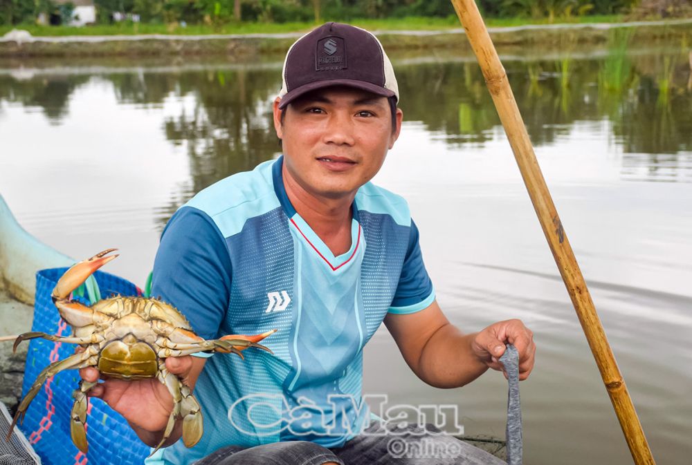 Anh Hồ Văn Vẹn thường xuyên kiểm tra cua trong hầm để thu hoạch đúng thời điểm, đạt hiệu quả.