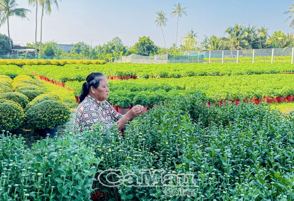 Thời điểm này, người dân đang vào vụ chạy nước rút để kịp những đơn hàng Tết.