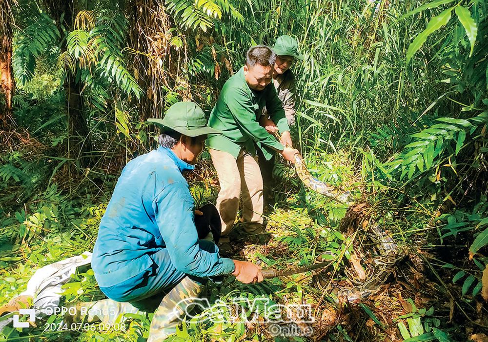 Hiện nay, trong rừng U Minh thỉnh thoảng người dân vẫn bắt được trăn. (Trong ảnh: Con trăn 13 kg được phát hiện tại Ðiểm du lịch sinh thái Mười Ngọt). Ảnh: DUY KHANH